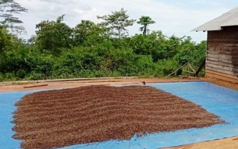 Harga Kopi Bengkulu Terjun Bebas, Petani Merana Tak Punya Patokan
