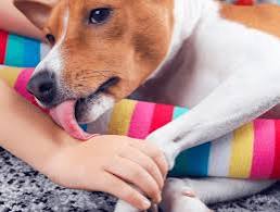Apakah Najis Anjing dan Babi Itu Sama, Bagaimana Membersihkan Wadah Yang Terkena Najisnya