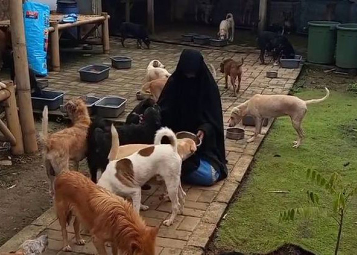 Jangan Sembarangan Memelihara Anjing, Ini Hukum Jika Muslmi Memelihara Anjing