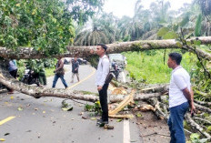 Cuaca Ekstrem, Pohon Tumbang Tutup Jalan