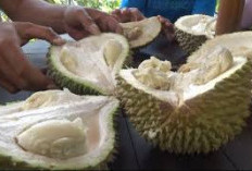 Enak Banget! Berikut 5 Olahan Durian Khas Wonosalam Jambang yang Wajib Dicobain