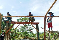 Koramil 408-05 Manna Membuat Urban Farming Untuk Ternak
