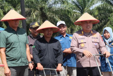 Penanaman Jagung Merk Bhayangkara dan Pengecekan Lahan Jagung oleh Polres Kaur