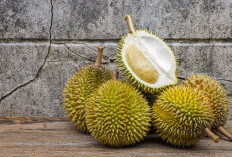 Lezat dan Manis, Durian Monthong dengan Daging Buah yang Kuning Ini Paling Populer dan Banyak Diminati