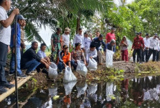 Wakil Bupati Kaur Restocking 10 ribu Bibit Ikan Nila 