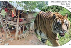 Kemunculan Harimau di Kebun Warga, Polsek Ketahun Langsung Lakukan Pulbaket