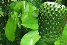 Manfaat Daun Sirsak Yang Jarang Kalian Ketahui!