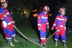 Damkar Telah Evakuasi 50 Ekor Ular, Keselamatan Warga Meningkat