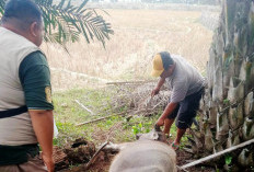 81 Sapi dan Kerbau Terkena Penyakit Ngorok di Kabupaten Kaur