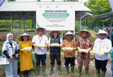 Dorong Pengembangan UMKM, BSI Dan BSI Maslahat Launching Sentra Bebek Petelur di Deli Serdang