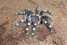 Racun Tarantula Kembali Diteliti Karena Berpotensi Dikembangkan Menjadi Obat Medis? Ini 5 Manfaatnya