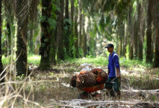 Musim Trek, Angsuran Kredit Petani Sawit Terancam Macet