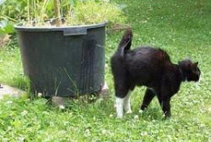 Ternyata Bahaya Kencing Kucing, Wajib Waspada