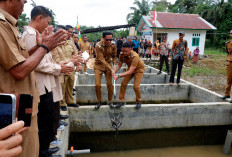 Bupati Kaur Panen Lele 15 Ribu Ekor