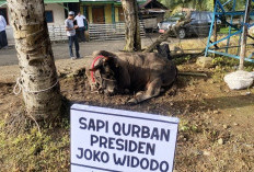 Gubernur Serahkan Sapi Presiden, PJ Bupati Salat Ied di Desa Harapan Makmur