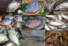 Baru Tahu Ternyata 5 Ikan Air Tawar ini Bermanfaat Untuk Kesehatan Tubuh