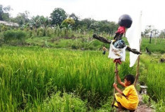 Diserang Wereng dan Tikus, Petani Padi Tak Lelap Tidur