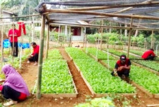 Tanaman Holtikultura Jadi Pilihan Ketahanan Pangan Desa Peninjau