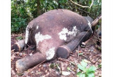 Mengenaskan, Satu Ekor Gajah Sumatera Ditemukan Mati di Kawasan HPT Air Ipuh