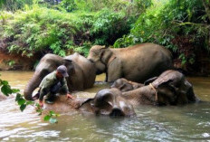 Bentang Alam Seblat Kian Terancam: Dua Perusahaan Dituding Rusak Habitat Gajah, Pemerintah Daerah Tak Berdaya