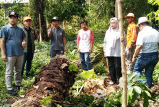 Sawit Tumbang di Sinar Jaya Mukomuko Diduga Terserang Penyakit Jamur Ganoderma