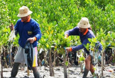 Bengkulu Perkuat Kelembagaan dan Pemberdayaan Masyarakat di Hutan Mangrove