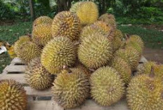 4 Rekomendasi Tempat Makan Durian Di Jakarta, Dijamin Bikin Lumer Dimulut