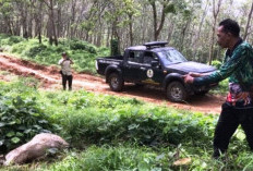 Teror Harimau, BKSDA Pasang Perangkap