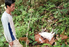 5 Ekor Kambing Diduga Diserang Macan Dahan