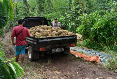 Ini Dia Alasan Para Petani Durian Lebih Suka Menjual Durian Mentah