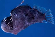Viral Dimedsos! Inilah 5 Fakta Unik Ikan Anglerfish yang Tinggal di Laut Dalam Berenang Menuju Sinar Matahari 