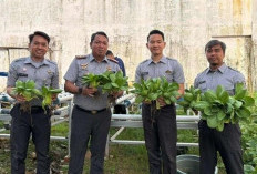 Rutan Kelas IIB Bengkulu Panen Sayur Pakcoy, Hasil Dari Lahan Pertanian Yang Dikelola Warga Binaan