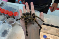 Beragam Khasiat Racun Tarantula Untuk Pengobatan, Mulai dari Pereda Nyeri Hingga Penyakit Saraf