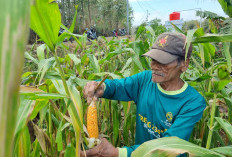 Kisah Sumarno, Petani Jagung Binaan BSI Maslahat yang Berhasil Berdayakan Masyarakat