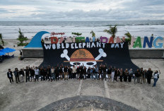 Gajah Sumatera Kian Terdesak Habitatnya, Aktivis Minta Pemerintah dan Aparat Bertindak