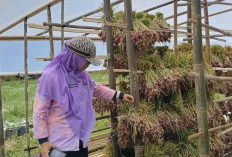 Distan Mukomuko Tinjau Panen Bawang Merah di Desa Sumber Makmur