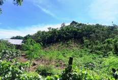 Petani Kepahiang Putar Otak Akibat Harga dan Hasil Kebun Tidak Stabil