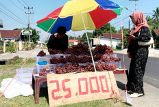 Laris Manis, Bisnis Buah Anggur di Bengkulu