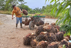 Warning Bagi Petani Sawit, SE Gubernur Bengkulu Bolehkan Pabrik Tolak Buah Sawit Masyarakat