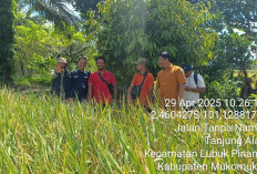 Bulog Turun ke Mukomuko, Perangi Tengkulak dengan Harga 