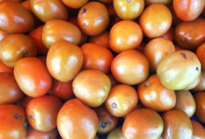 Harga Tomat Melonjak Naik, Pedagang Keluhkan Sepi Pembeli