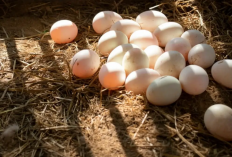 Ini Dia Keunggulan Telur Bebek Dibanding Telur Ayam