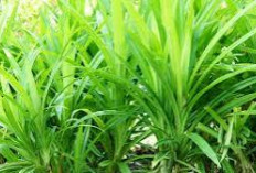 Bisa Sembuhkan Demam, Ini Manfaat Lain dari Daun Pandan Wangi