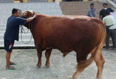 Kota Bengkulu Dapat Bantuan Sapi Limousine Seberat 800 Kg dari Presiden Prabowo