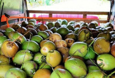 Harga Buah Kelapa Melonjak Naik di Seluma