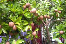 Mitos Tanam Buah Sawo di Depan Rumah, Tempat Makhluk Halus?