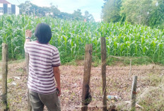 Melebihi Target, Usulan Tanam Jagung di Mukomuko Tembus 314 Hektar