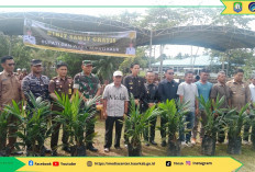 Bupati Kaur Serahkan Bibit Sawit Gratis kepada Kelompok Tani