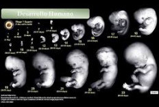 Begini Tahapan Perkembangan Janin dari Trimester ke Trimester, Beserta Panduan Lengkap