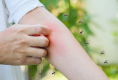 Ini Dia Tips Cegah Gigitan Nyamuk yang Efektif dan Mudah
